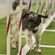 Illustration for article titled Mutts Now Welcome at the Westminster Dog Show